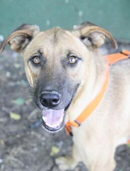 AMANI, fröhlich, freundlich, anhänglich - Alfeld