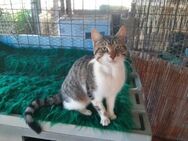 Capri, menschenbezogene Katze, 1J - Vaterstetten