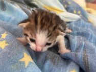 Hauskatzen EKH Kitten - Merenberg (Marktflecken)