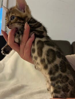 Reinrassige Bengal Kitten - Laufach