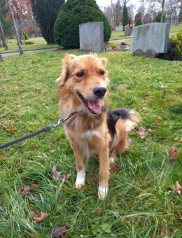 Freundlicher Mischling sucht ein neues Zuhause - Konstanz