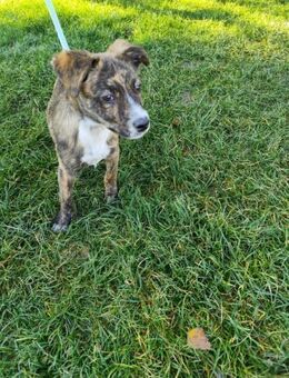 TOVO - wir werden viel Spaß haben - Overath