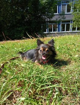 Langhaar Chihuahua Hündin 2 Jahre - Schwelm Zentrum