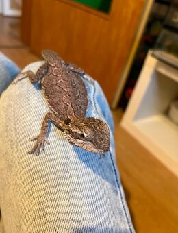 Zwergbartagame abzugeben inkl. Terrarium - Düsseldorf