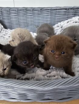 Bkh kitten - Dortmund