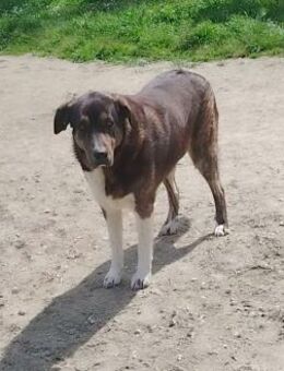 Eloise sucht ihr Zuhause - Kropp