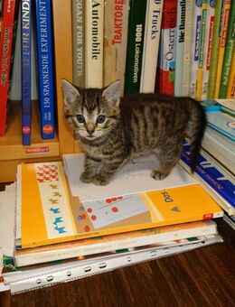 4 süsse Kätzchen suchen ein neues Zuhause - Quakenbrück