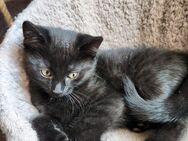 3 Süße Kitten - Aßlar Zentrum