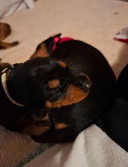 Deutsche Pinscher Welpen abzugeben ab November - Eitorf