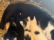 Katze, Katzen, Kitten - Schapen