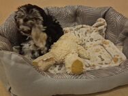 Havanese- Bolonese Mix Welpen verkaufen - Banzkow