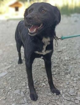 Ayda - liebt Menschen-Hunde-Katzen - Mettmann