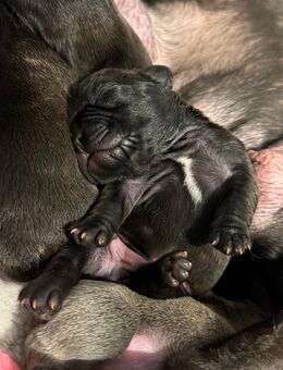 Ich biete fünf wunderschöne Französische Bulldogge - Troisdorf Zentrum