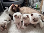 Ragdoll Kitten - Greven Zentrum