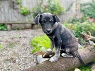 YIN ein fröhliches Hundekind - Berlin