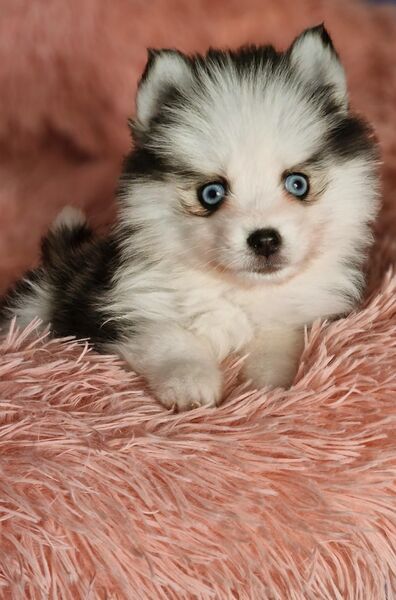 Pomsky F2 Toy & Mini Puppengesicht Bärchentyp Wollycoat - Espelkamp