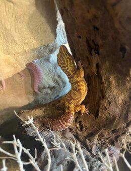 Leopardengecko Weibchen Tremper Albino - Nürnberg