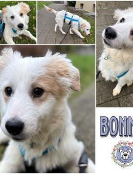 BONNIE * fröhlich und neugierig - Duisburg