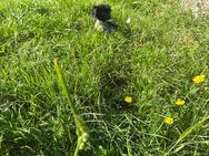 Süße Chinese Crested Welpies suchen ihr Traum zuhause - Seßlach