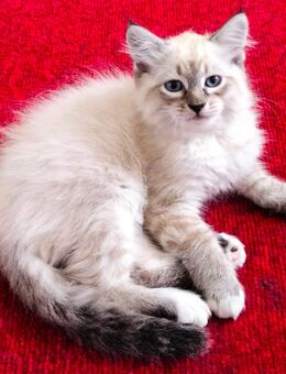 Sibirische Waldkatze - Neva Masquarade - Kitten - Katzenbaby - Kaetzchen - Berlin