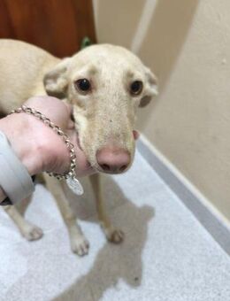 Aaron; hatte großes Glück - Geilenkirchen