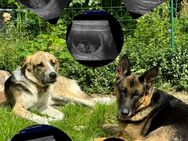 Wurfankündigung Deutscher Schäferhund Griechischer Schäferhund Mix - Hamburg