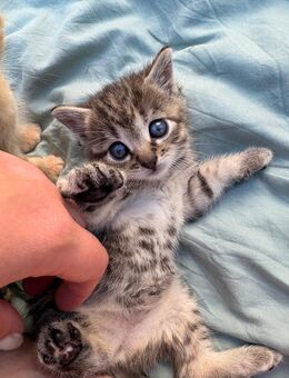 Babykatzen/Kitten/Katzenbabys - Ettringen (Bayern)