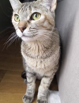 Zutrauliche Katze Alona - Karlsruhe