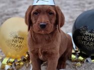 Labradoodle F1 Welpen vom Züchter mit Papieren