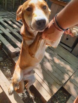 Sascha der liebevolle jungrüde - Rambin