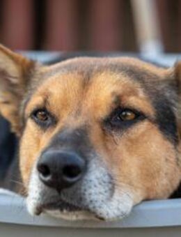 Traumhund REXI - Kallmünz