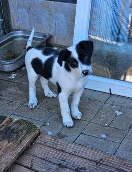 Welpenbub Sino 🤍🖤 - Laufen