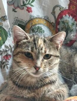 Nina - Freundliches Tigermädel - Unterföhring