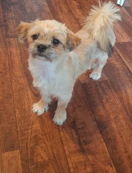 Yoksire Terrier schizu Mix - Straußfurt