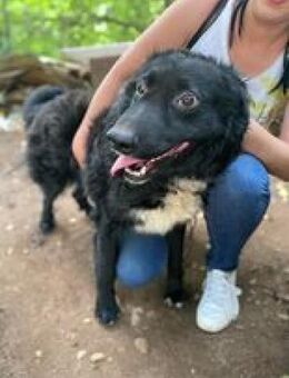 ♡Skubi♡- sucht seine Menschen - Alfeld (Leine)