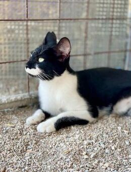 Klelia, verspieltes Katzenmädchen, 1J - Vaterstetten