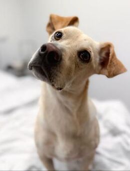 Goldiger Chop sucht Köbchen ! - Lenningen