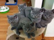 BKH Britisch Babykatzen - Pfarrkirchen