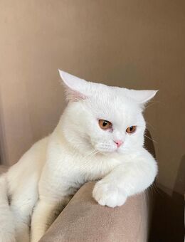 Britische kurzhaare Ein liebevolles Zuhause für meinen besonderen Kater gesucht - Essen