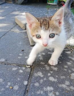 Süßes Kätzchen Kitten - Rahden
