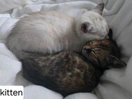 4 Wunderschöne Britisch Kurzhaar Bengal Kitten - Wentorf (Hamburg)