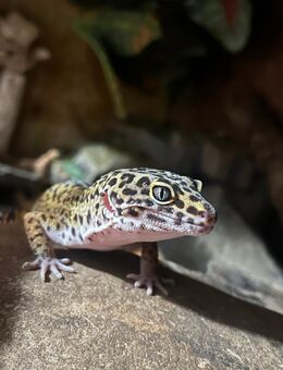 Leopadengecko 1.0 Wild-Typ - Grünberg
