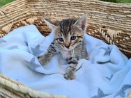 Katzenbabys/Kitten in gute Hände abzugeben - Würzburg