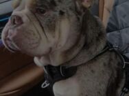 Englische Bulldogge - Herne