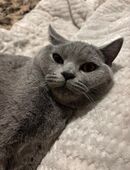 Wunderschöner BKH-Deckkater Balu stellt sich vor in 47058