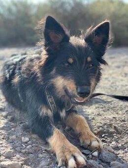 Julia - sucht ein erfahrenes Zuhause - Bad Camberg