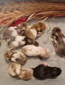 Goldhamster BABY Teddyhamster braun/weiss creme gold in 74564