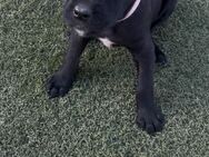 Cane Corso / Malinois Welpen - Erkelenz