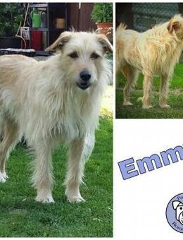 EMMY * wunderschöne Hündin - Duisburg