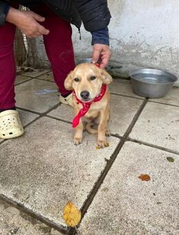 Abby - aktiv, verspielt und neugierig - Heppenheim (Bergstraße)